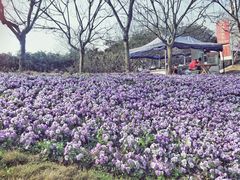 -紫颐香薰山谷景区