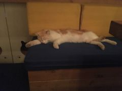 -Sirena海妖日咖夜酒