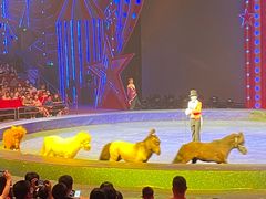 -珠海横琴长隆《卡卡虎奇遇记》