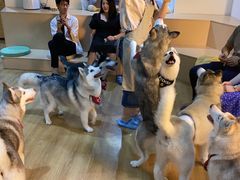 -Husky Go! 哈士奇体验馆·宠物咖啡厅狗咖