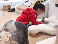 -1013 PET SHOP精品宠物商店(丁香店)