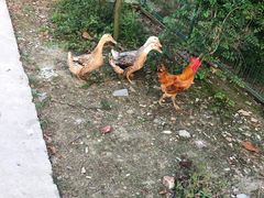 -呼吸森林·生态农庄农家乐私房菜