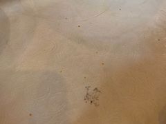-巴依老爷新疆美食(工体旗舰店)