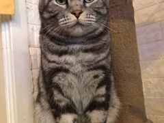 -平行世界·猫咖(首经贸店)