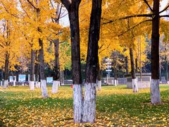 -重庆市江北嘴中央商务区中央公园