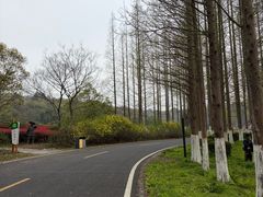 -宜兴龙背山森林公园
