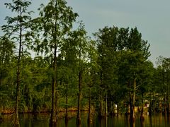 -池杉湖湿地公园