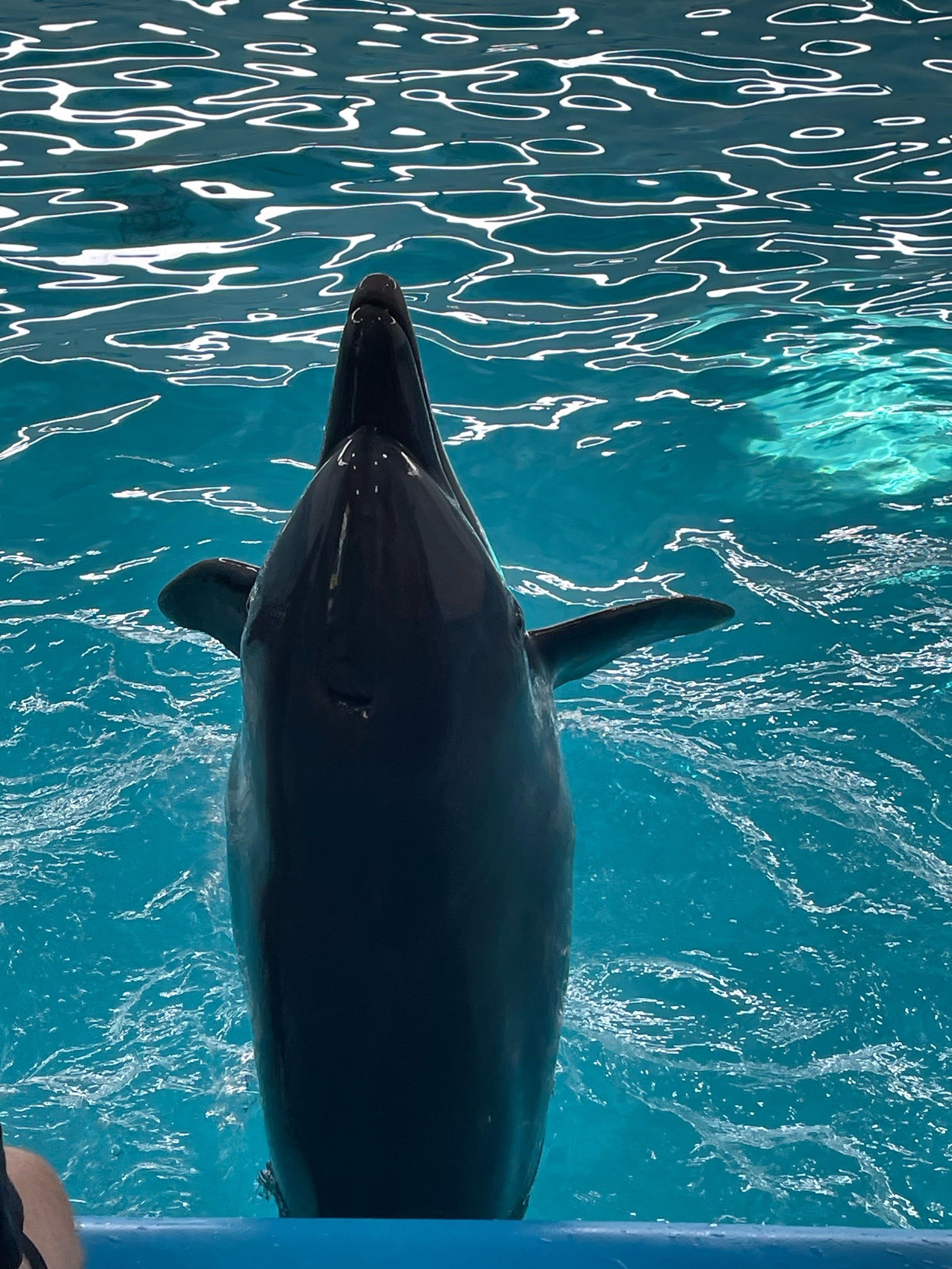 🌊🐬今天带家人来这家海洋馆,海豚表演真的太精彩了!