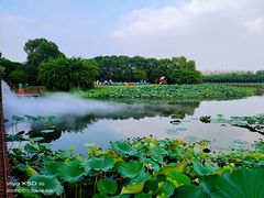 -荷塘月色湿地公园·向阳花洲