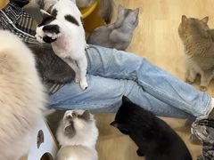 -有喵·猫咖·狗咖·30几只猫10只小狗(岗厦店)