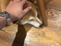 -柴务处·柴犬主题狗咖