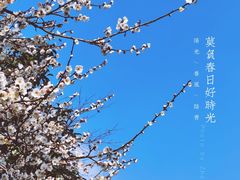 -桃花岛景观公园