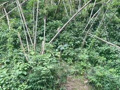 -野象谷景区