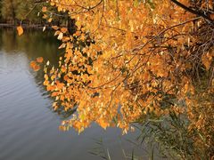 -金塔沙漠胡杨林景区