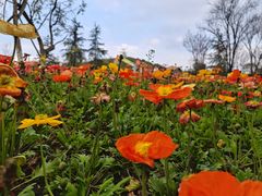 -铁山坪森林公园