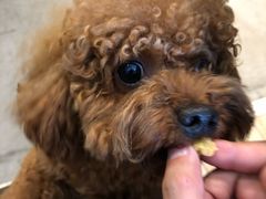 -百好乐宠物友好餐厅(朝外大街店)