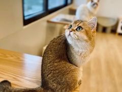 -有喵·猫咖·狗咖·30几只猫10只小狗(岗厦店)