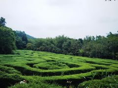 -大屏嶂森林公园