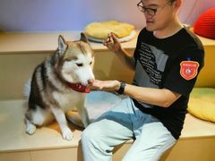 -Husky Go! 哈士奇体验馆·宠物咖啡厅狗咖