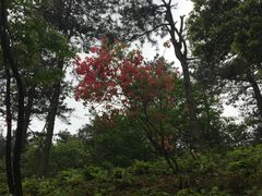 -四明山国家森林公园