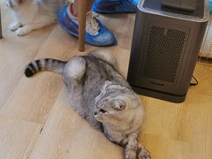 -猫咪派对(江南西店)