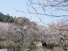 -香雪海