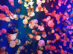 -成都浩海立方海洋公园