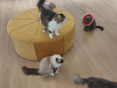 -1013 PET SHOP精品宠物商店(丁香店)