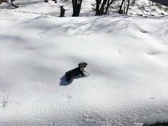 -帕帕拉兹宠物(亚洲旗舰店)