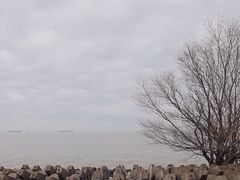 -上海滨江森林公园