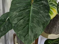 -Rabbit Cafe私房西餐甜点咖啡(栖霞路店)