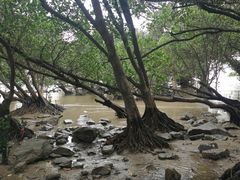 -宝安西湾红树林湿地公园