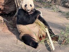 -都江堰中华大熊猫苑
