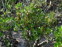 -北海金海湾红树林生态旅游区