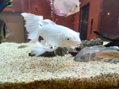 -黄鱼炙夜(华家池店)