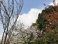 -南山植物园