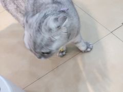 -喵宠乐园·撸猫互动·猫舍