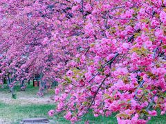 -莲花池公园
