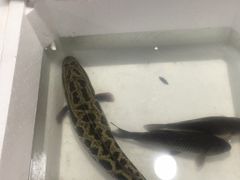 -鑫朱雀农贸批发市场