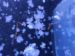 -合肥海洋世界