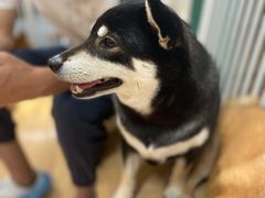-是阿柴呀！柴犬咖啡·爱喵喵猫咖