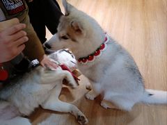 -Husky Go! 哈士奇体验馆·宠物咖啡厅狗咖