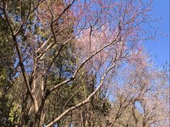 -北京十三陵国家森林公园蟒山景区