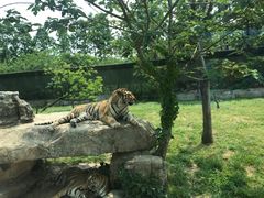 -上海野生动物园老虎餐厅