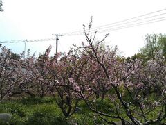 -南汇桃花村