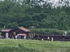 -盐城丹顶鹤湿地生态旅游区