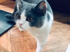-猫小院猫主题餐厅(三里屯店)