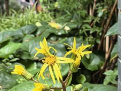 -花锦堂·隐庐