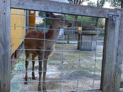 -前小桔亲子创意农场·草莓采摘·露营烧烤