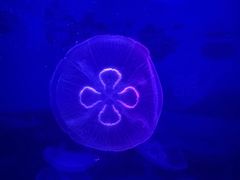 -左海海底世界
